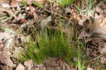 Bristleleaf sedge